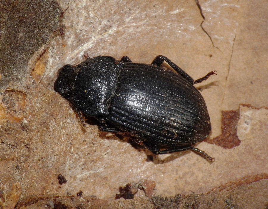 Tenebrionidae livornese: cf Dendarus coarcticollis